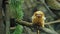 Golden lion tamarin. He is sitting on a tree branch.