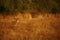 Golden Lioness resting on savanna grassland