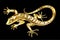 Golden lizard on black background