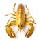 Golden lobster isolated on white background
