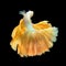 Golden Long Tail Halfmoon Betta or Siamese Fighting Fish Swimming Isolated on Black Background