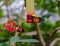 Golden longwing Heliconius hecale butterfly at a feeding station with a postman on red plant