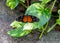 Golden longwing Heliconius hecale butterfly on golden pothos leaf