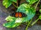 Golden longwing Heliconius hecale butterfly on golden pothos leaf