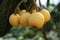 The golden loquat fruit hangs on the branches of the loquat tree