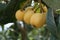 The golden loquat fruit hangs on the branches of the loquat tree