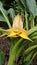 Golden Lotus Banana, Ensete lasiocarpum/ Chinese Dwarf Banana