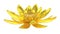 Golden lotus flower water lily