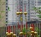 Golden lucky lanterns at temple in Hong Kong