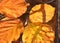 Golden Luminescent Alder Leaves Bathed in Winter Sun