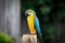 Golden Macaw
