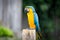 Golden Macaw