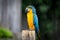 Golden Macaw