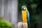 Golden Macaw