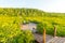 Golden mangrove field or Tung Prong Thong