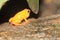 Golden mantella