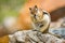 Golden Mantled Ground Squirrel