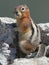 Golden-mantled Ground Squirrel