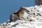 Golden-mantled Ground Squirrel