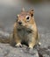 Golden-mantled Ground Squirrel