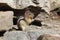 Golden-mantled Ground Squirrel - Banff National Park, Canada