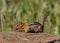 Golden Mantled Ground Squirrel (Callospermophilus lateralis)