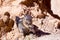 The golden-mantled ground squirrel (Callospermophilus lateralis)