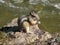 Golden-mantled Ground Squirrel at Cameron Falls in the Canadian Rocky Mountains, Waterton Lakes National Park, Alberta, Canada