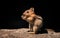 Golden-mantled ground squirrel isolated against plain black background