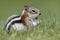 Golden-mantled Ground Squirrel - Jasper National Park, Canada