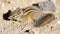 Golden-mantled Ground Squirrel, Juvenile