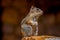 Golden-mantled ground squirrel seen at the Bryce Canyon National Park located in Utah in