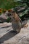 Golden-mantled Ground Squirrel sitting up on a rock surrounded by green grass in colorado rocky mountains