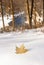 Golden Maple Leaf-Snow-Falls River