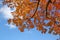 Golden Maple Leaves and Blue Sky