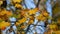 Golden maple leaves sway in breeze on sunny autumn day