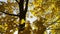 Golden maple leaves on tree branches gently swaying in wind with sunlight at background. Lush autumn yellow foliage
