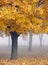 Golden Maple Trees in the Mist