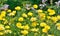 Golden Marguerite, Anthemis tinctoria