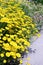 Golden marguerite Anthemis tinctoria.