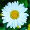 Golden Marguerite Daisy