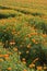 Golden marigold fields (2)