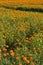 Golden marigold fields (3)