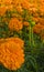 Golden marigold flowers