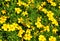 Golden marigold (Tagetes tenuifolia)