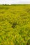 Golden meadow in natural mangrove forests, for natural background