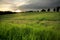 Golden Meadow at Sunset