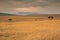 Golden meadows in the savanna fields in Kenya, Africa.