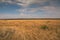 Golden meadows in the savanna fields in Kenya, Africa.