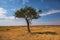 Golden meadows in the savanna fields in Kenya, Africa.